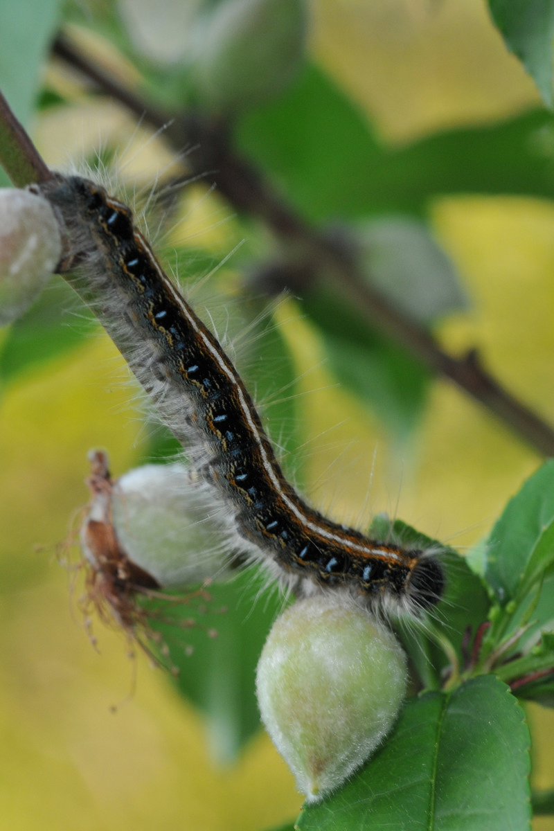 Carrollton Georgia - Caterpillar